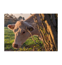 Load image into Gallery viewer, White All natural fertilizer from me