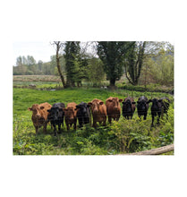 Load image into Gallery viewer, White Can we help you?